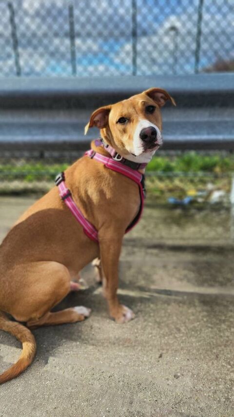 A&eacute;la, femelle crois&eacute;e berger, n&eacute;e le 15/06/2025 🐶 380 60000 Allonne