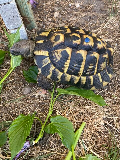 Tortue de terre 170 30100 Alès