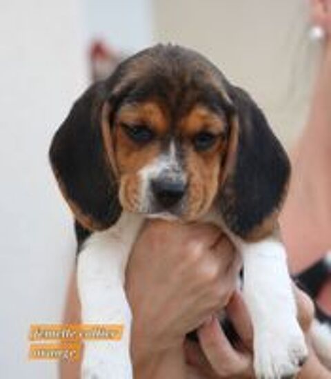   Magnifique Chiots beagle tricolore  