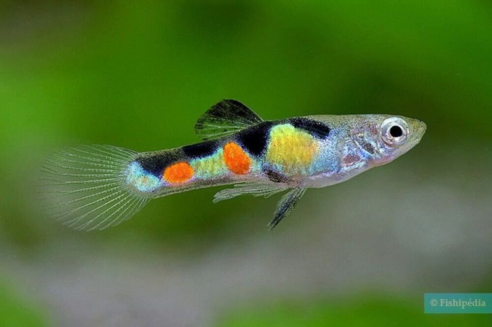   poissons Guppy Endler 