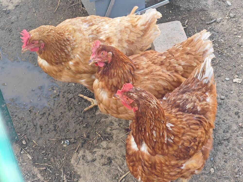   Poules pondeuses  