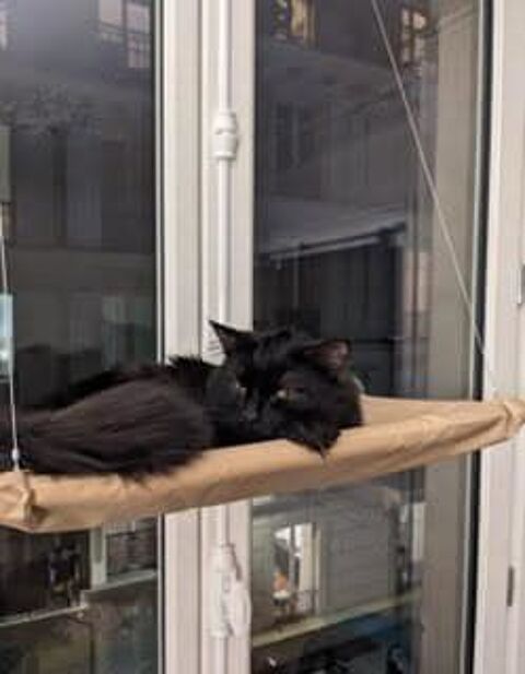 Chat REGLISSE à l adoption 180 75010 Paris