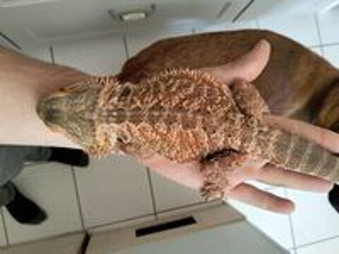   Pogona  
