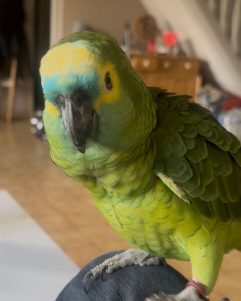 Recherche femelle Amazone &agrave; front bleu 550 28210 Villemeux-sur-eure