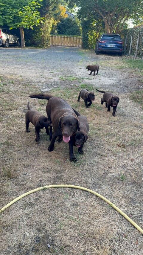 Adorables labrador chocolat de 2 mois 1200 40180 Narrosse