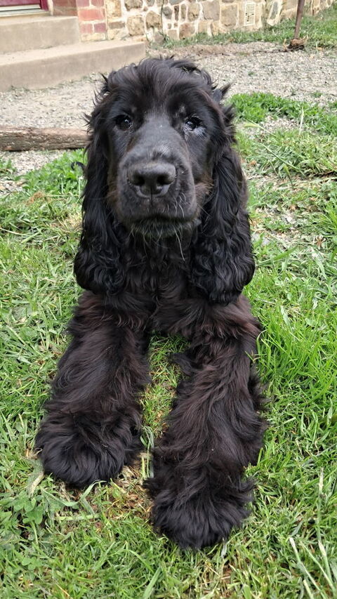 chiots cocker anglais 600 53390 Saint-aignan-sur-roë