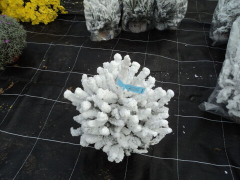 sapins floque et vert nordmann epicea nobilis 8 Quarr�-les-Tombes (89)