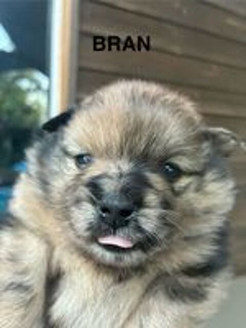   5 magnifiques Spitz nains 