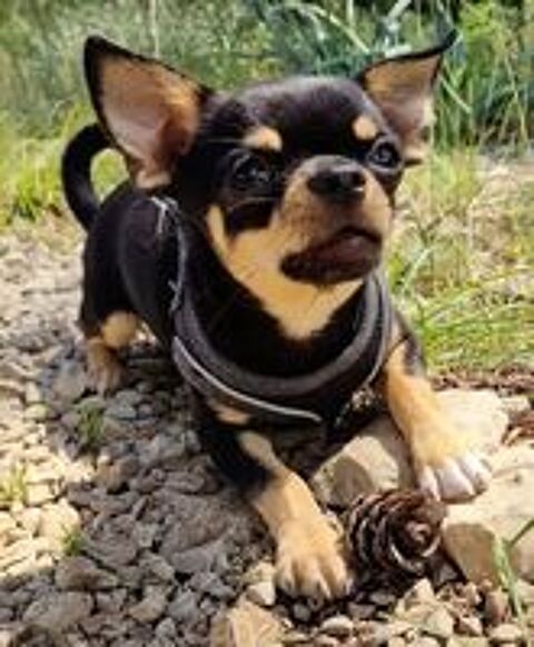   Saillie Magnifique Chihuahua LOF sur Lyon 