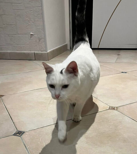 SIMBA, gentil chat blanc et noir à adopter via l'association UMA 200 18340 Levet