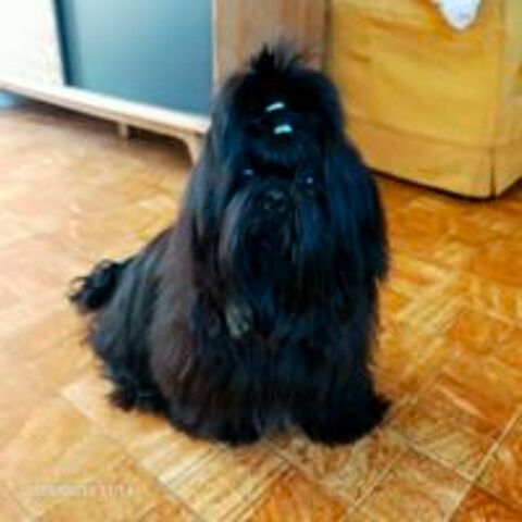   Saillie shih Tzu  