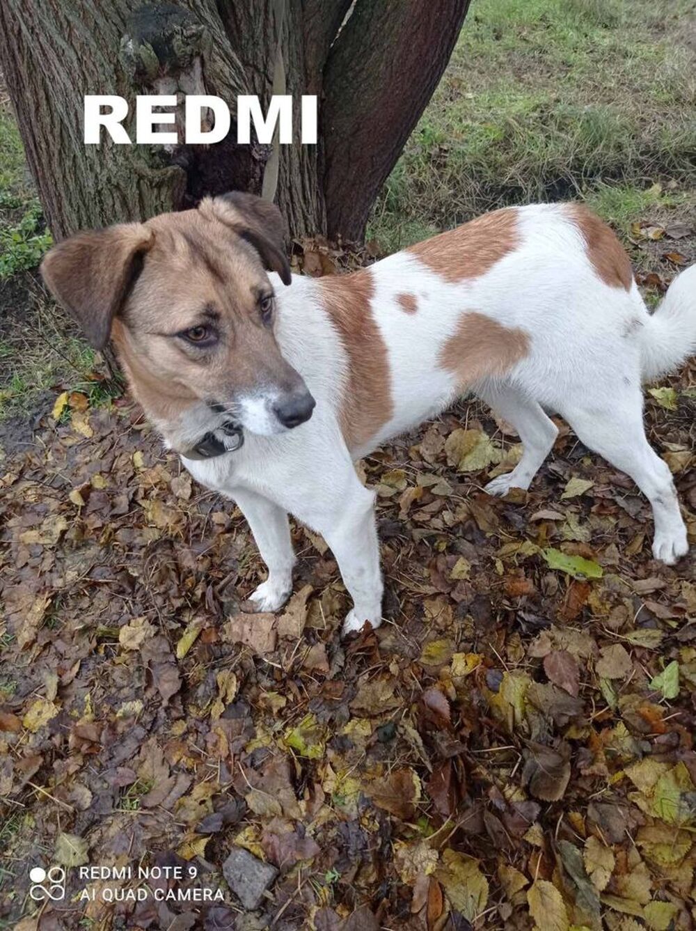   REDMI 