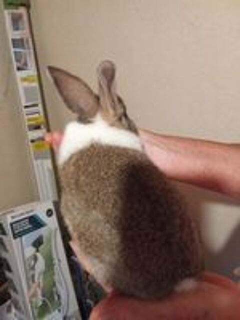   Bébé lapin femelle 85140 