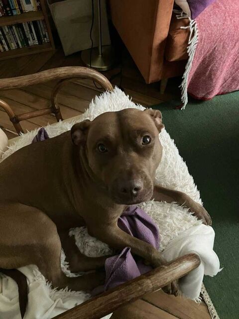 Brooklyn, femelle, Berger X Staffordshire Terrier (D&eacute;cat&eacute;goris&eacute;e par diagnose), n&eacute;e le 20/04/2022 380 94000 Cr�teil