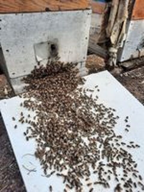   essaim d abeilles rcupration intervention rapide 