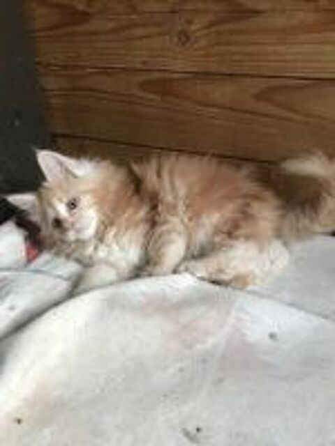   Merveilleux chatons maine coon 