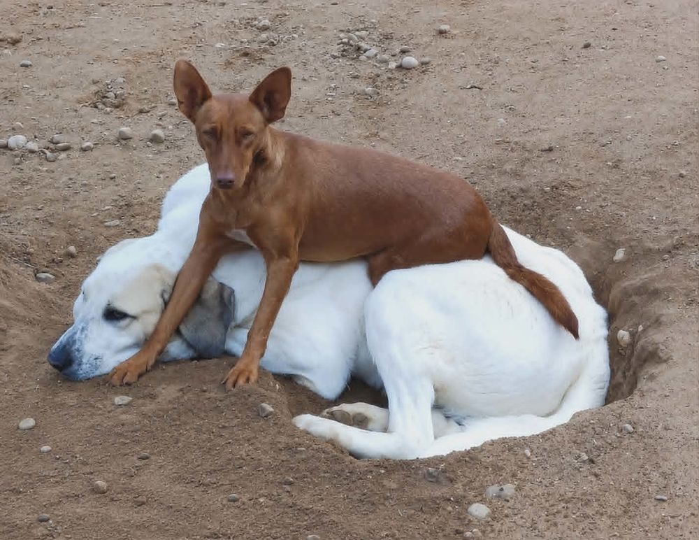   PROMISSE, petite chienne adorable de 3 ans 