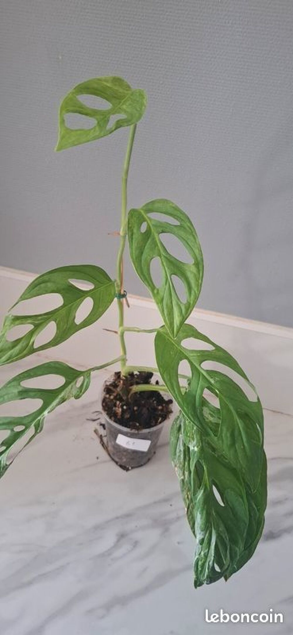Monstera adansonii indonesian marble bouture 81 Décoration