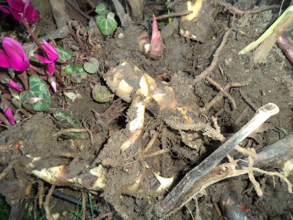 Bulbes de Cannas rouge beau feuillage Jardin