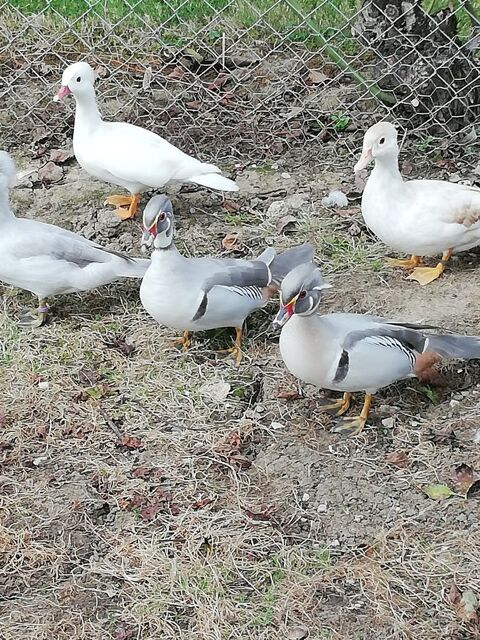Carolin argent&eacute; femelle 45 47440 Casseneuil