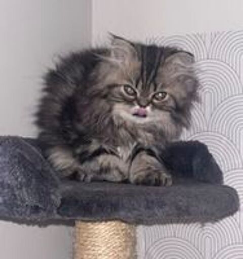   2 chatons persan LOOF  