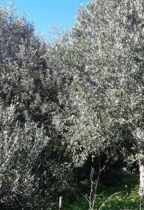 petites branches Oliviers Olea-europaea 4 La Seyne-sur-Mer (83)
