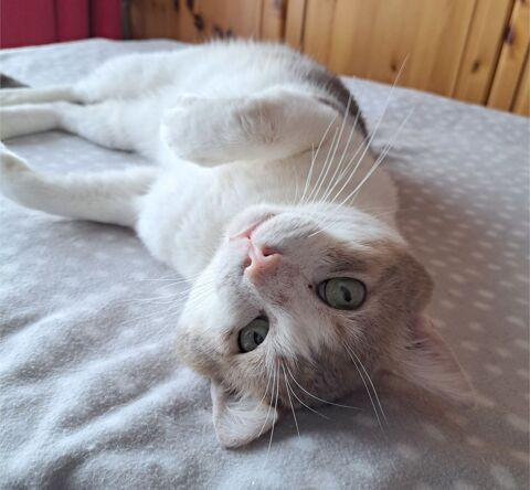 GRISBI CHAT TIGRE BLANC 5 ANS 1/2 195 92260 Fontenay-aux-roses