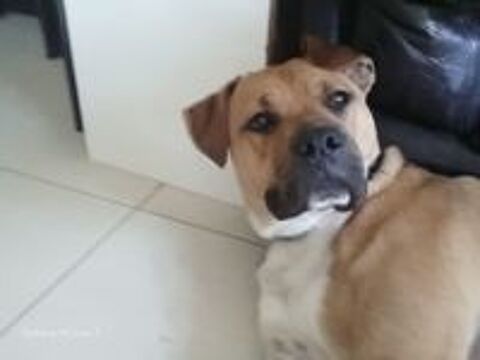   Chien typé dogue à l'adoption (don) 