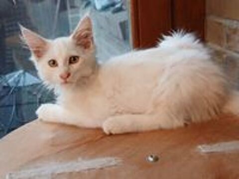   Chaton maine coon SHADED mâle 