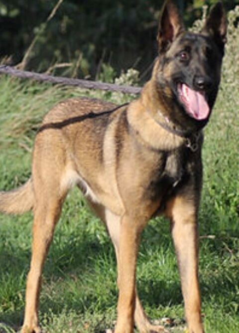 Sya 230 26700 Pierrelatte