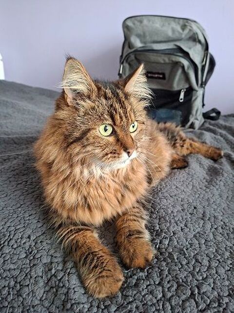 MIMICOCO SENIOR TIGRE POILS LONGS 10 ANS 145 92260 Fontenay-aux-roses