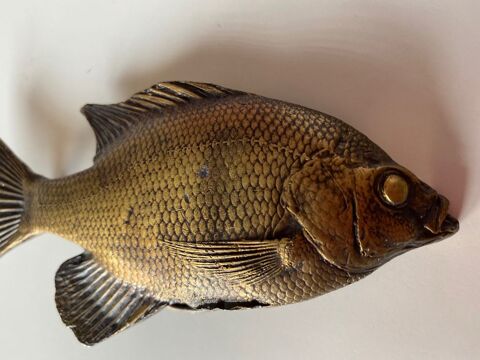 Rare ! Boucle de ceinture vintage USA annes 70  collector 49 Grenoble (38)