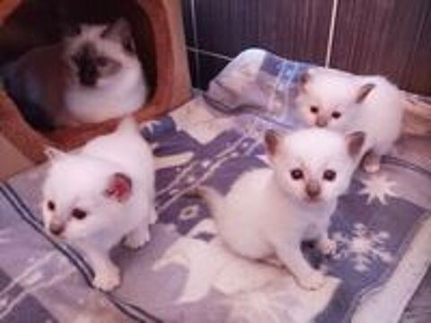   Chatons Sacré de Birmanie LOOF a réserver 