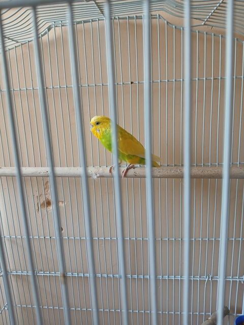 A placer jeune perruche 0 92220 Bagneux