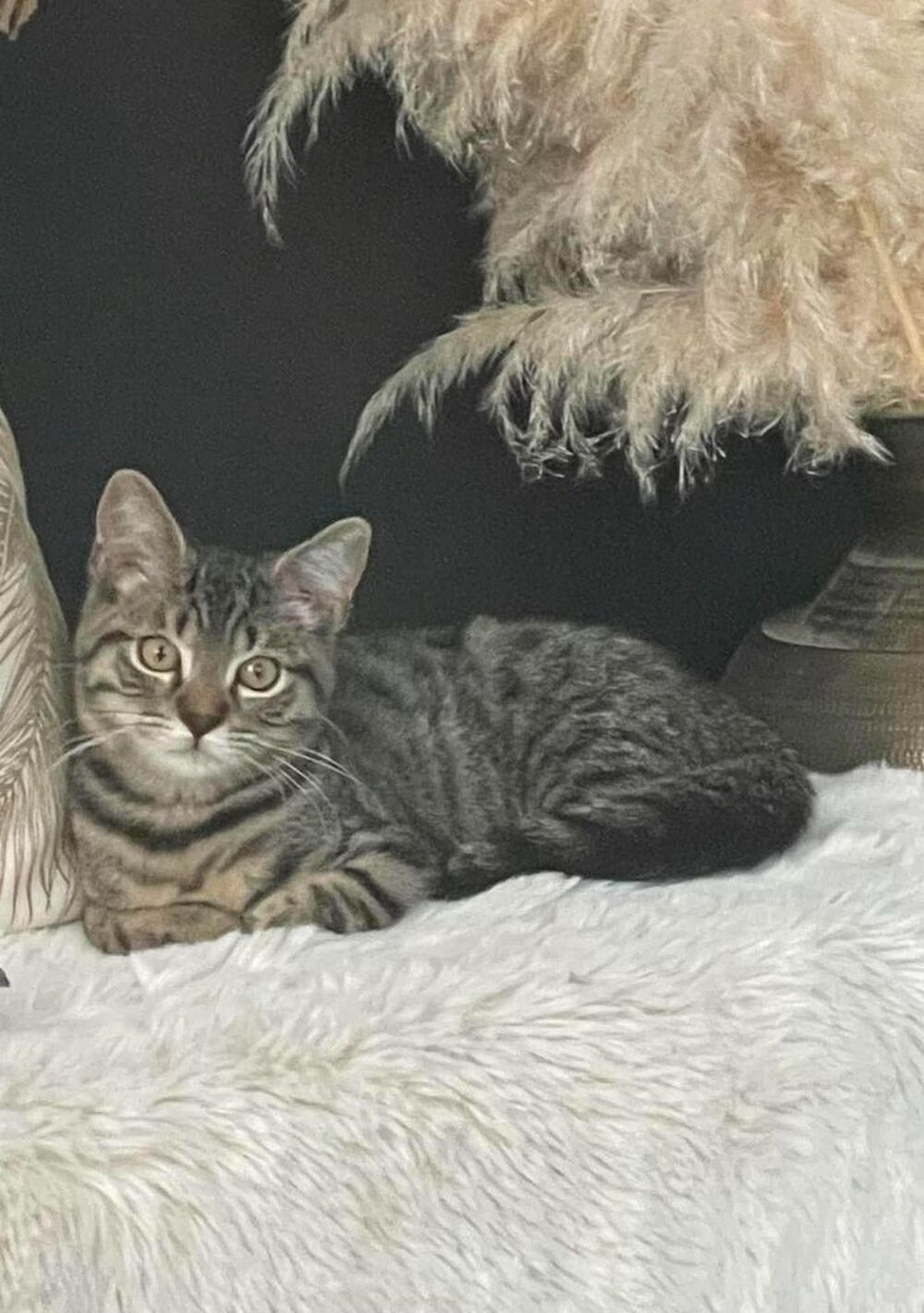   Adorable chaton mâle de 4 mois (Bali) cherche sa famille pour la vie 