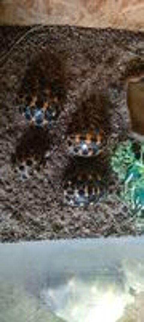   Tortue Radiata  