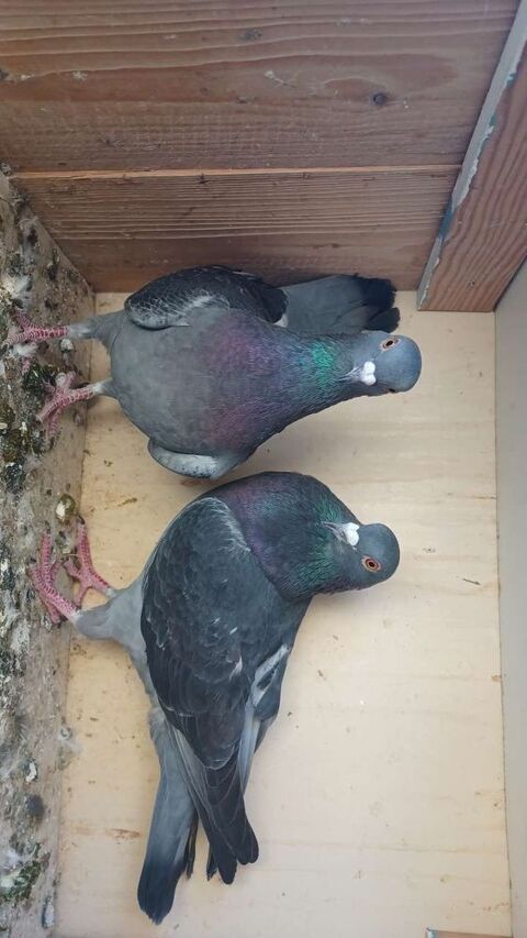 pigeons 40 93120 La courneuve