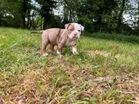   Chiots Old English Bulldog 