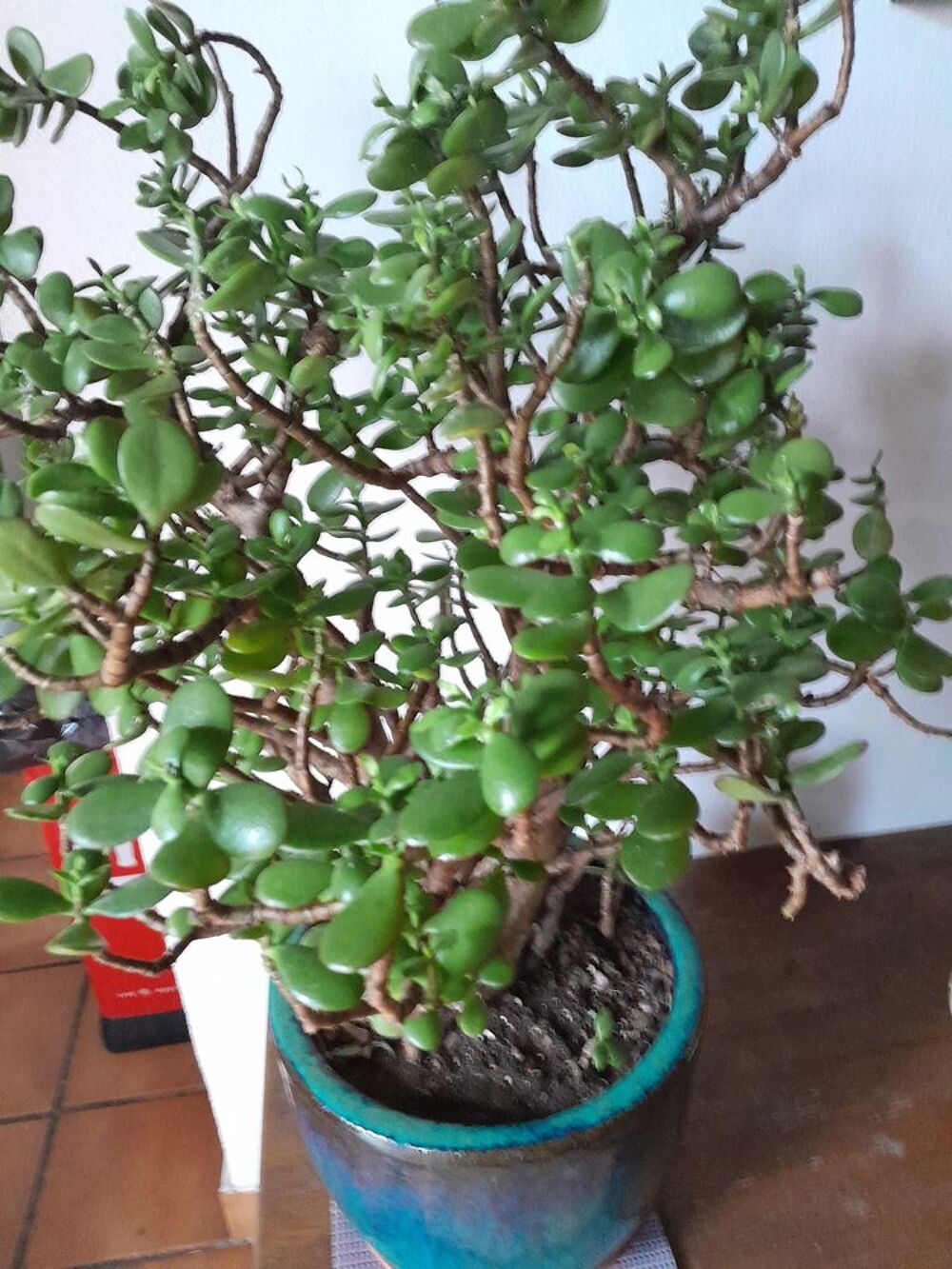 Plante d'appartement Décoration