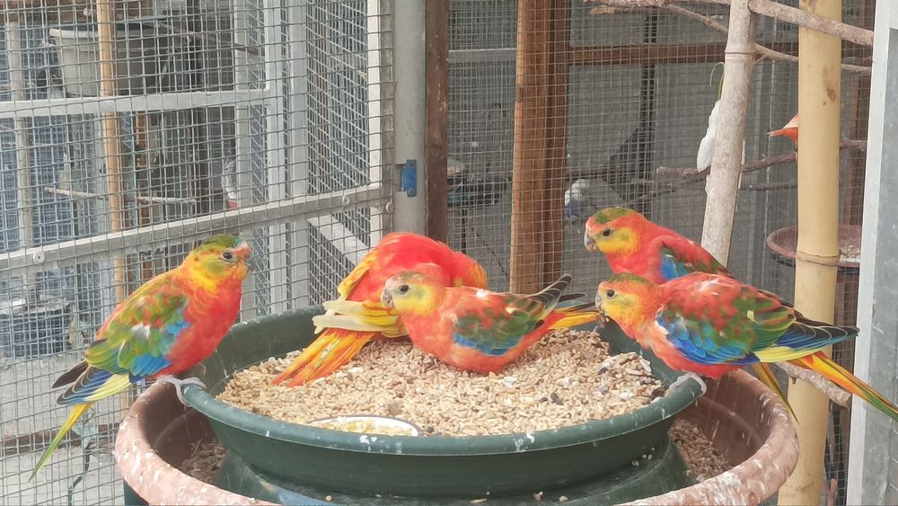   turquoisines 