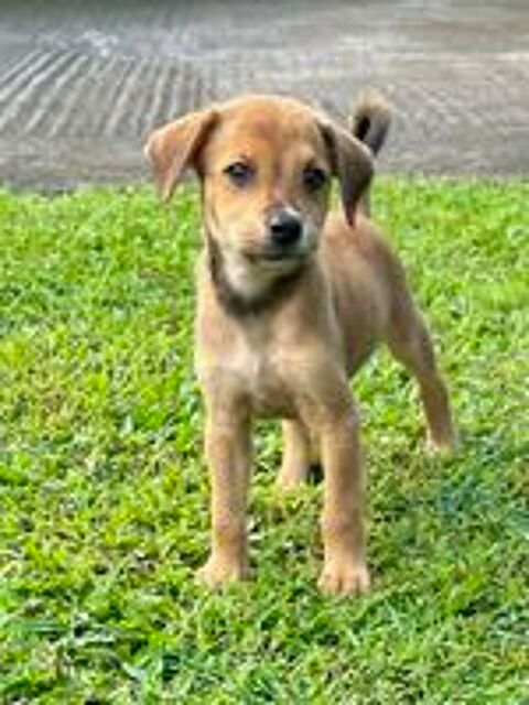   Loki, j'adore les c�lins 