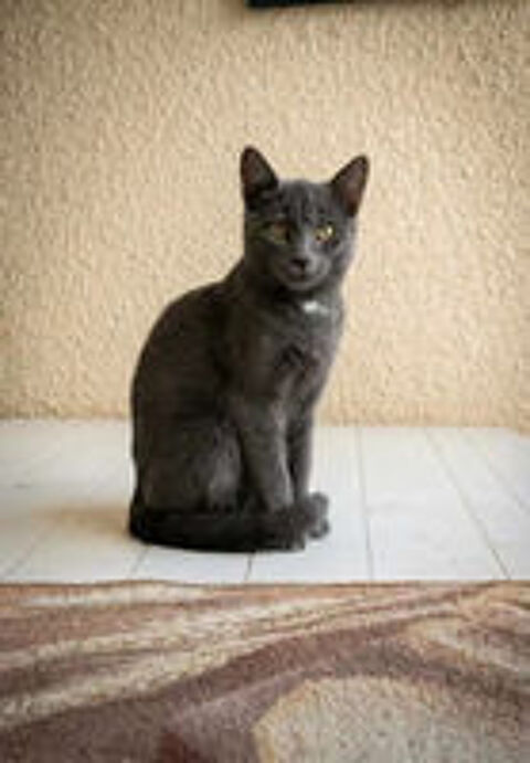   Bobby gentil chat 6 mois cherche famille serieuse 