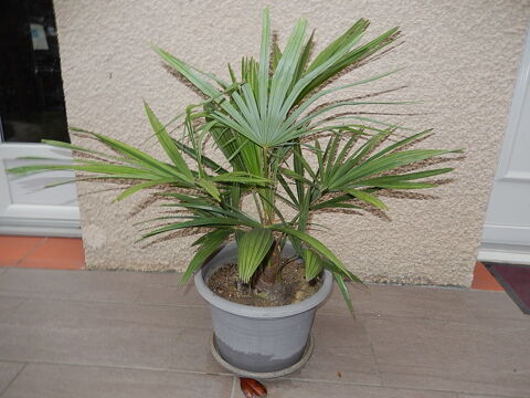 PALMIER TRACHYCARPUS FORTUNEI RÉSISTE  LA SÉCHERESSE ET FROI 30 Pamiers (09)