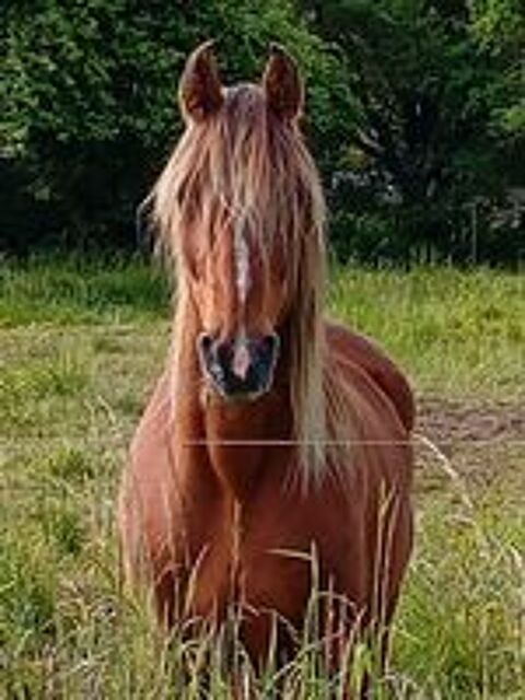   JOLIE POULICHE 3 ans OC 