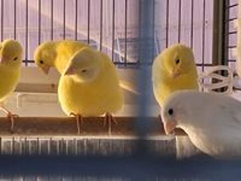   canaris Montpellier   