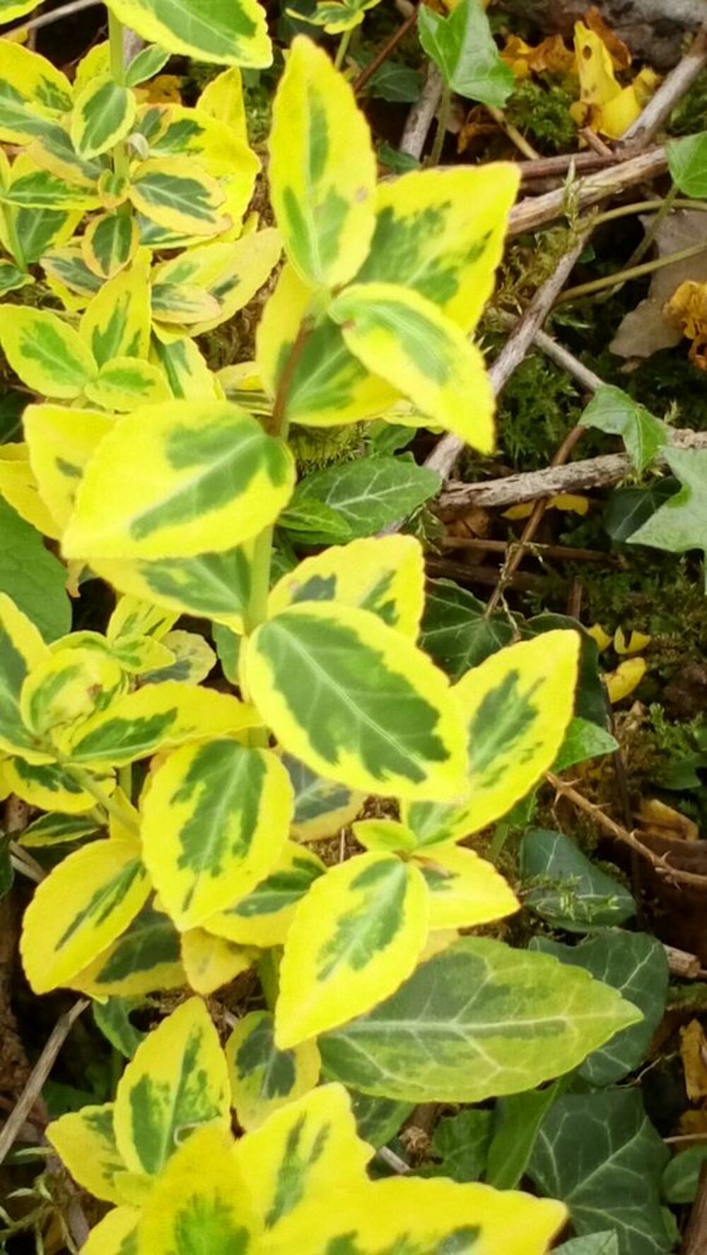 Fusain couvre-sol vert Jardin