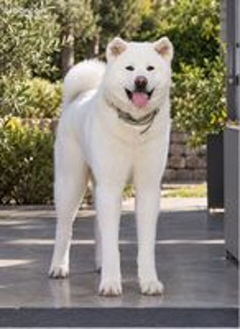   🤍 🐕‍🦺 Magnifique mâle Akita Inu blanc LOF confirmé disponible pour saillie 