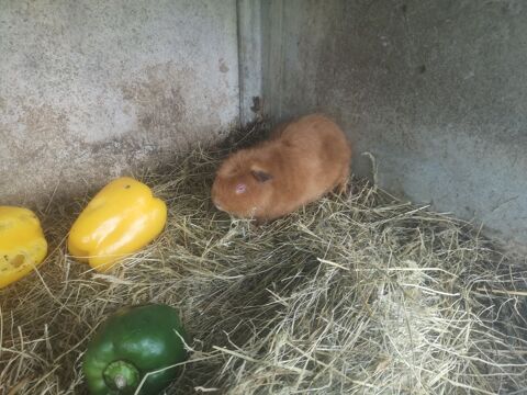 Cuy femelle 25 35310 Mordelles