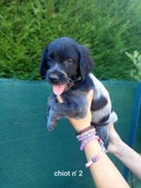   Chiots Épagneul Bleu de Picardie  