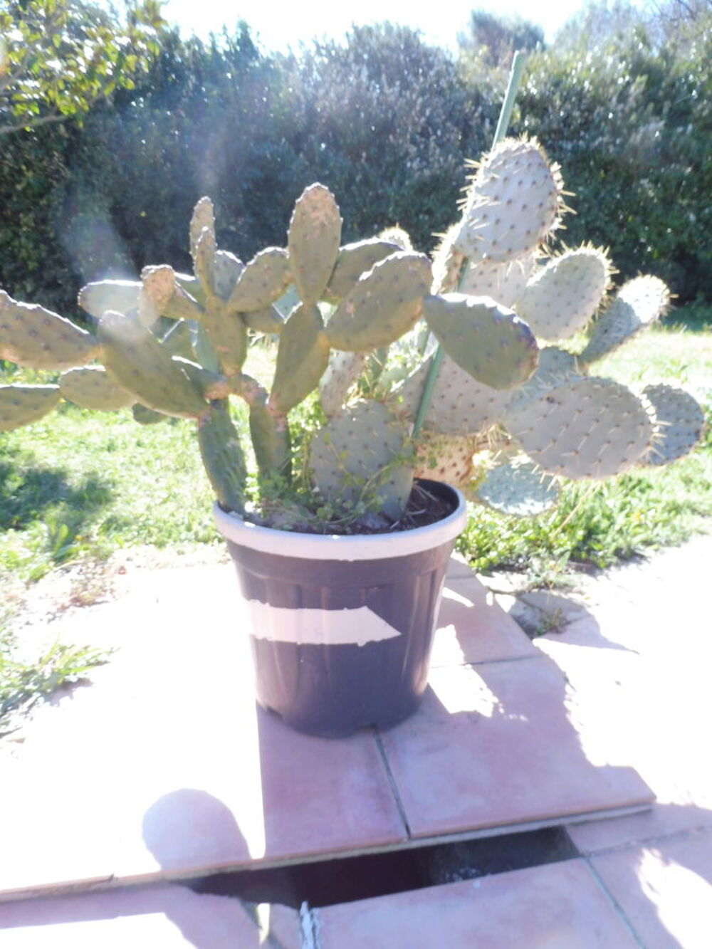  10 CACTUS au choix croissance rapide fleurs et fruits Jardin